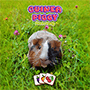 Guinea Piggy Matching